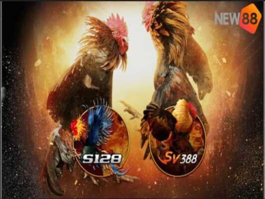 đá gà trên mạng